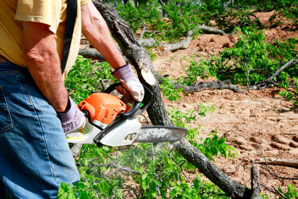 Grass Overseeding in Nederland, CO